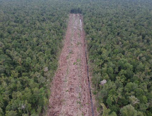 Analisis Illegal Logging dan Deforestasi